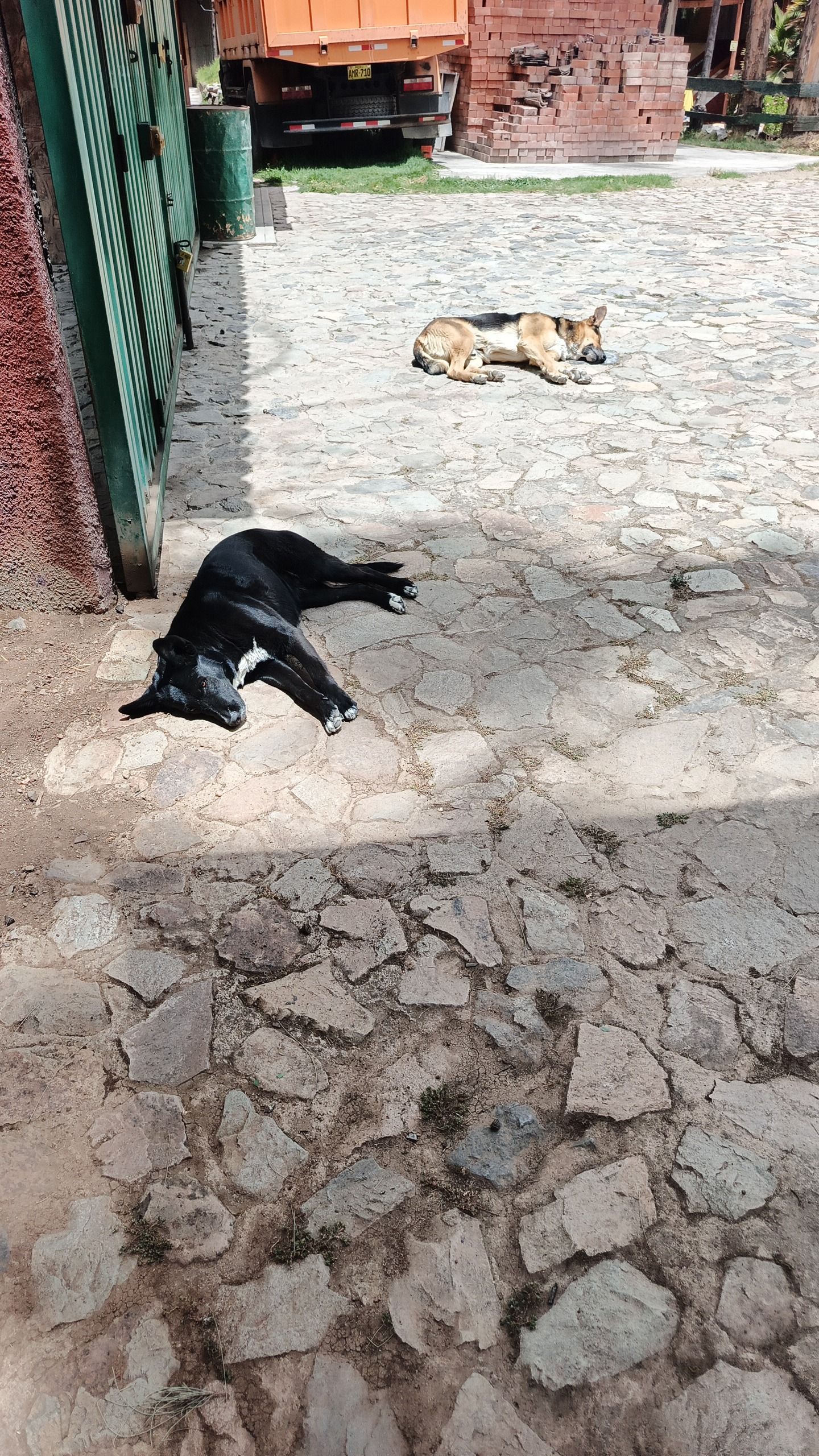 Un perro descansando sobre un suelo adoquinado, con un muro de ladrillo y una puerta metálica verde al fondo.