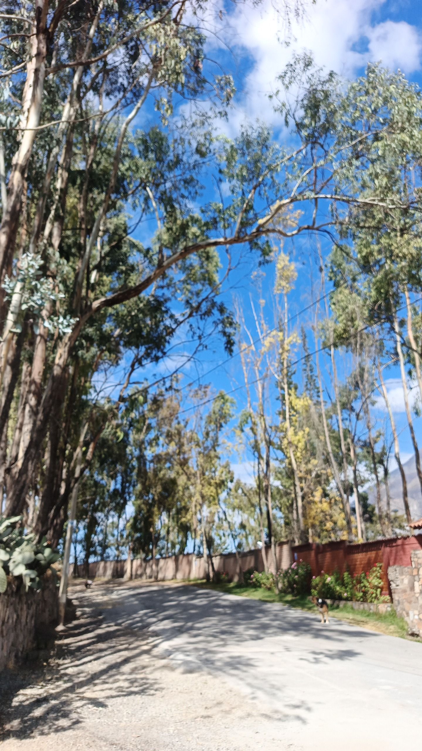 A road lined with trees and a clear sky.