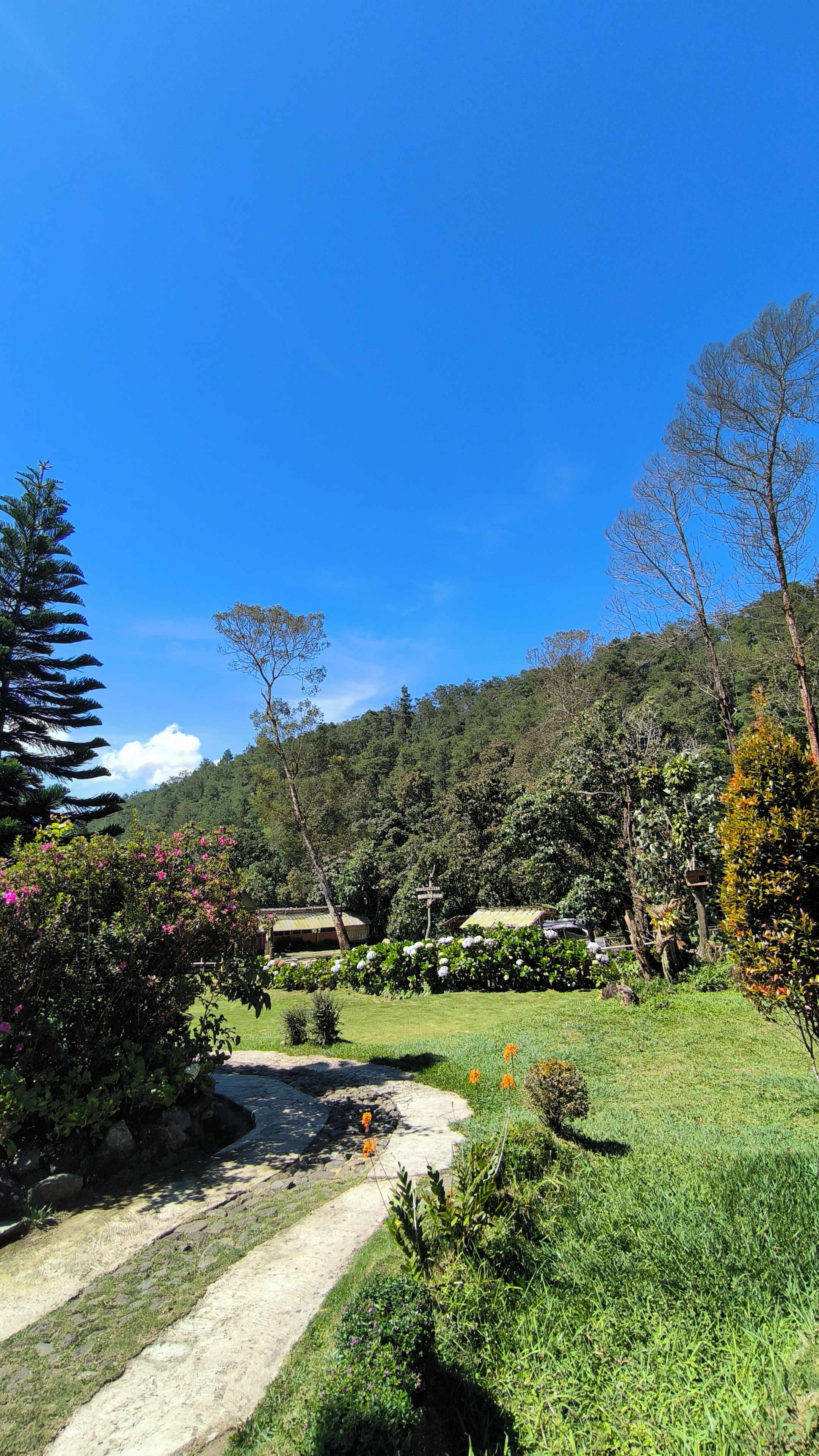 Un jardín con un sendero que lleva a un edificio rodeado de árboles y arbustos.