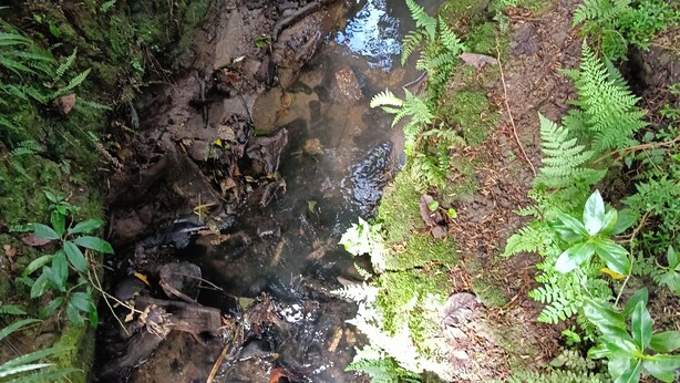A natural stream surrounded by dense green foliage. - Water Brook 2 B/R Studio Apt (Hamilton)
