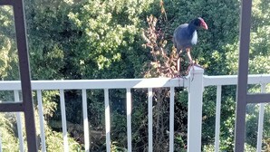 A balcony with a white railing, potted plants, and a bird perched on the railing. - Water Brook 2 B/R Studio Apt (Hamilton)