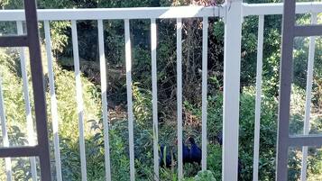 A balcony with a white railing, potted plants, and a bird perched on the railing.