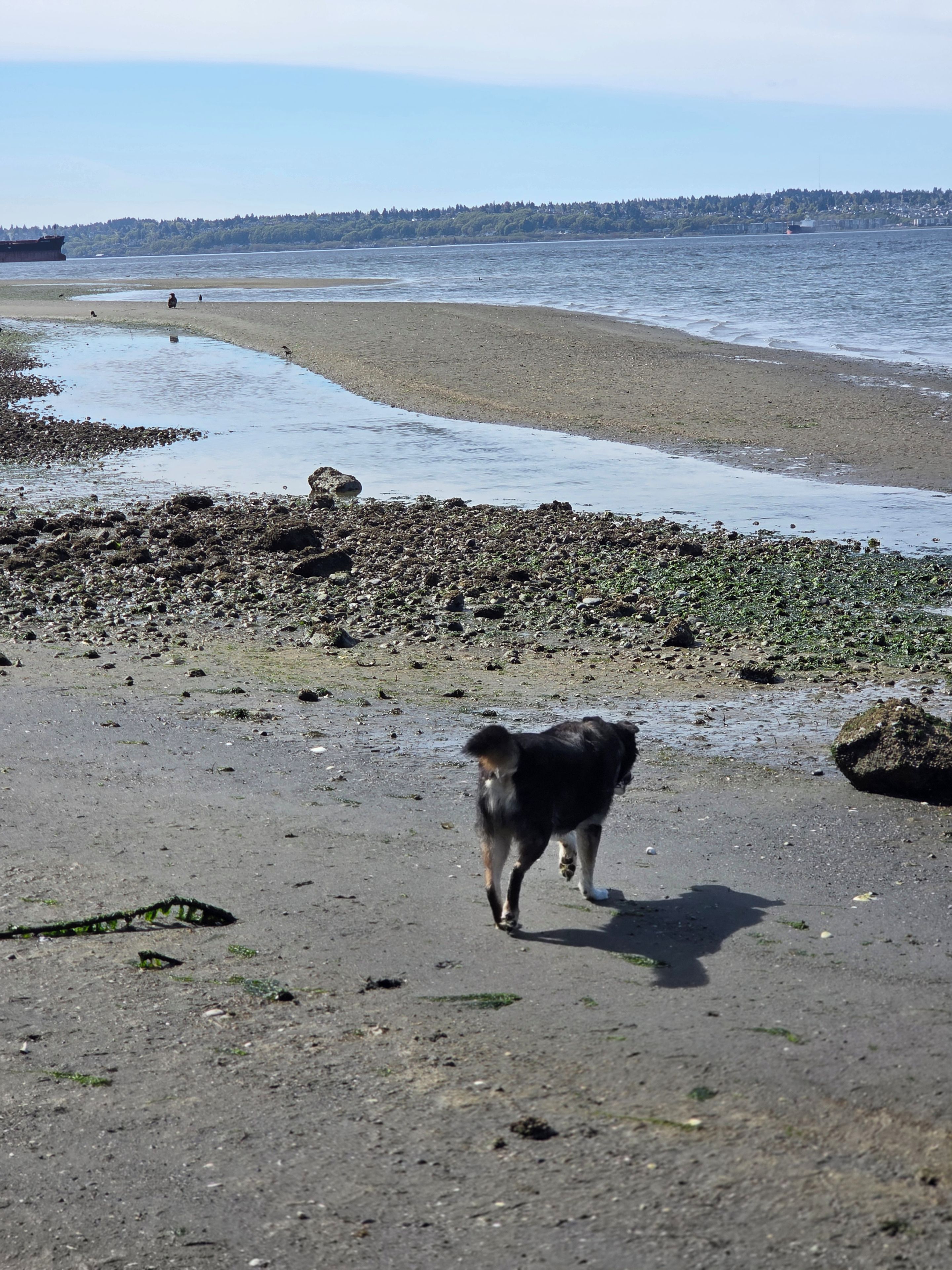 A beach with a dog walking on the sand, a body of water, and a distant shoreline with trees and buildings.