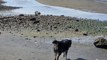 A beach with a dog walking on the sand, a body of water, and a distant shoreline with trees and buildings.