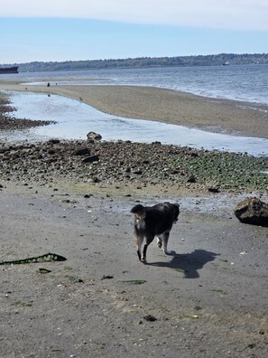 Una spiaggia con un cane che cammina sulla sabbia, una distesa d'acqua e una costa lontana con alberi ed edifici.