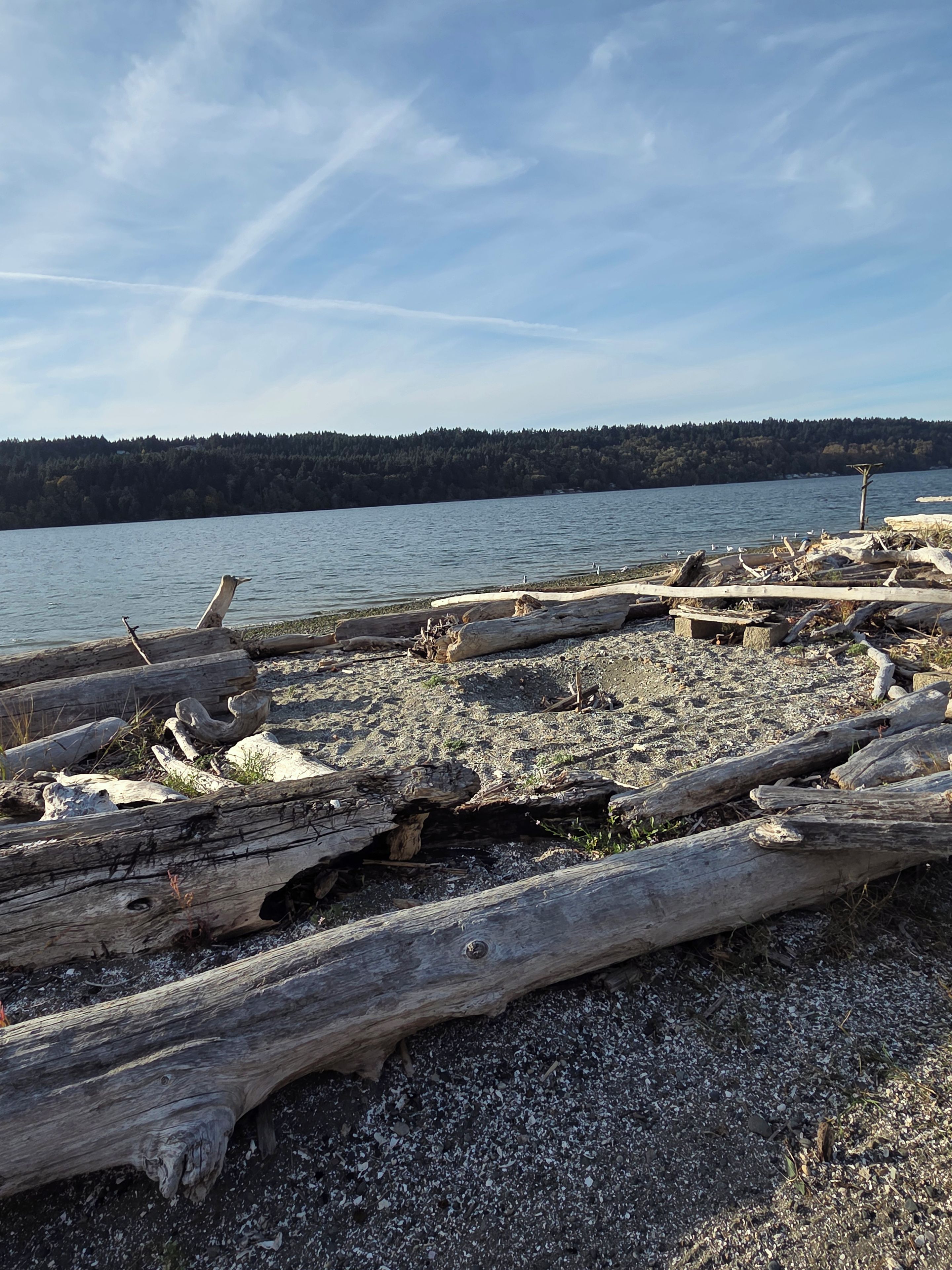 A natural landscape with a body of water, forested hills in the background, and driftwood along the shore.