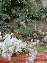Un jardin agrémenté d’un élément aquatique, d’un oiseau et de diverses plantes.