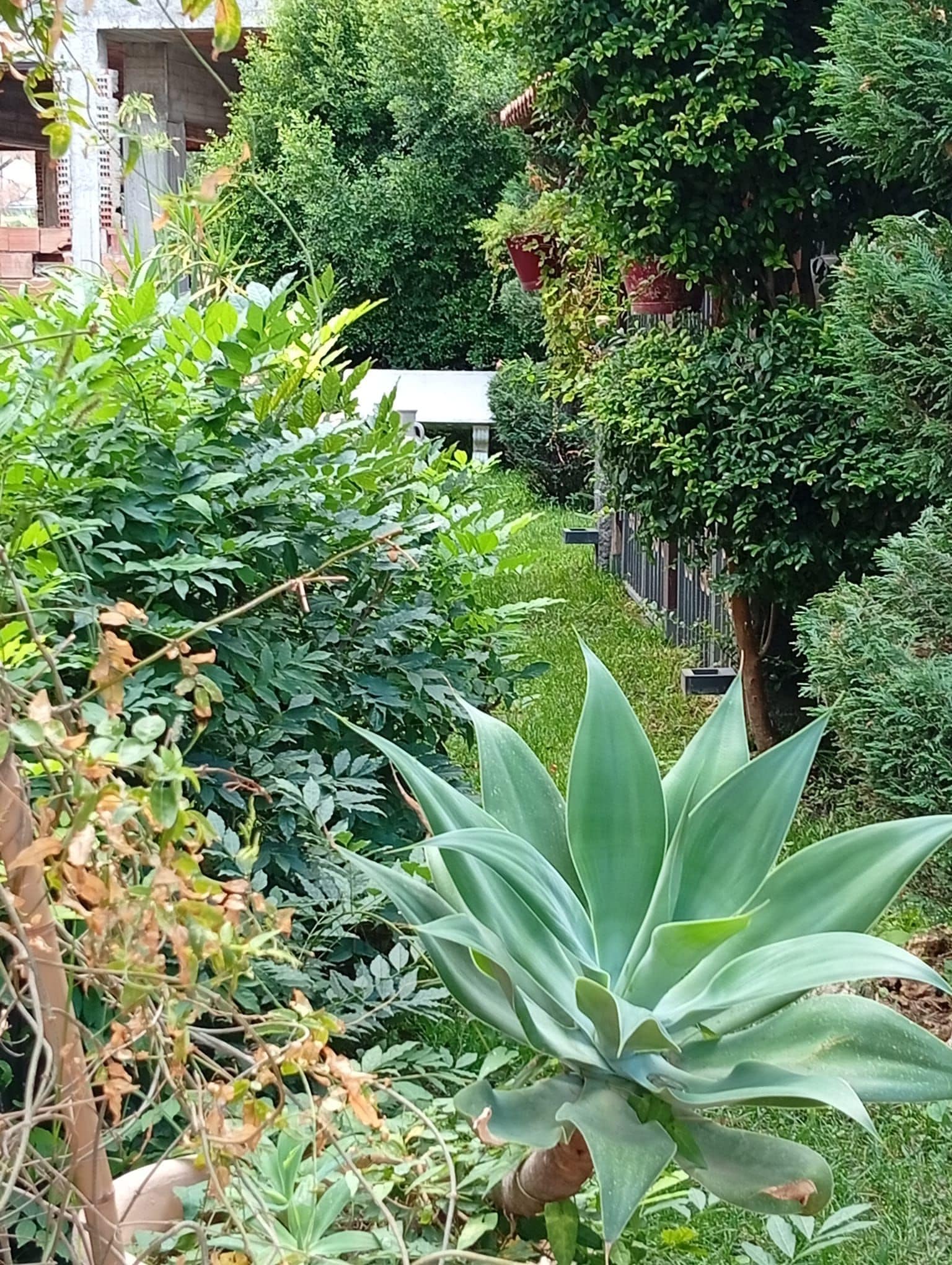 A lush garden with various plants and a white building in the background.