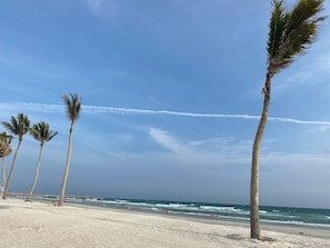 A beach with palm trees and a clear sky. - Arcadia Salalah Apartment (Salalah)