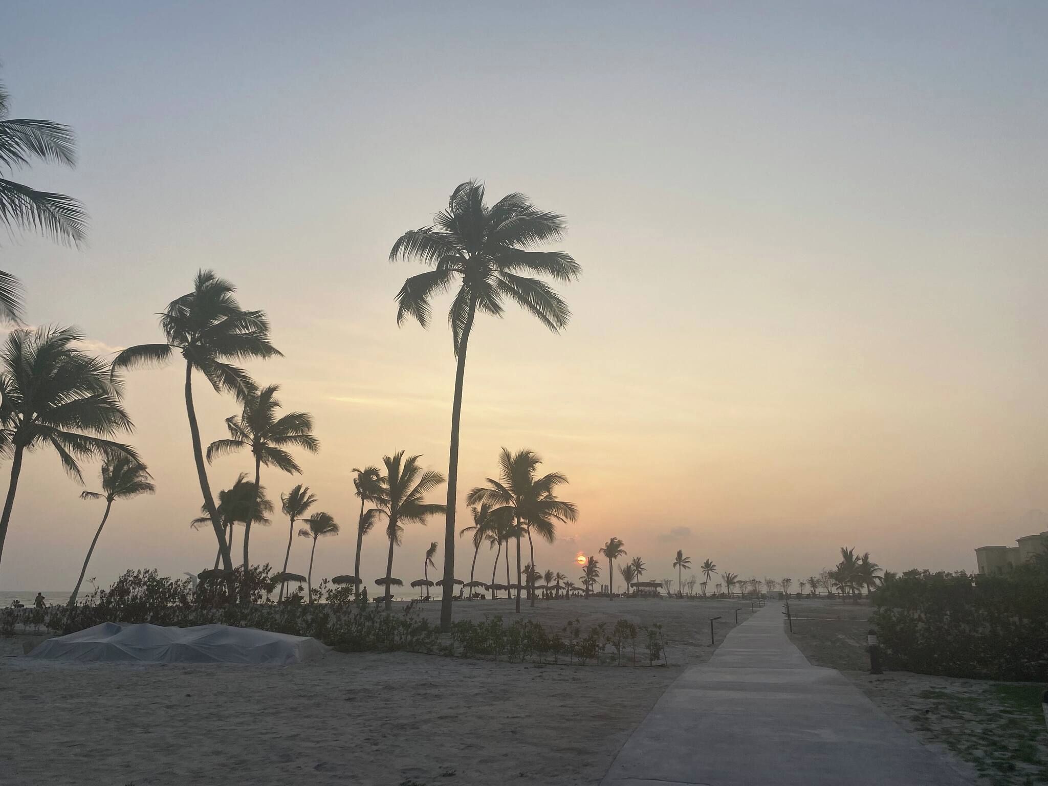 A beach with a concrete walkway lined with palm trees and a clear sky.