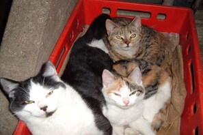 Tres gatos dentro de una caja roja.
