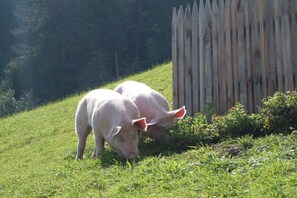 Two pigs grazing on a grassy slope with a wooden fence in the background.