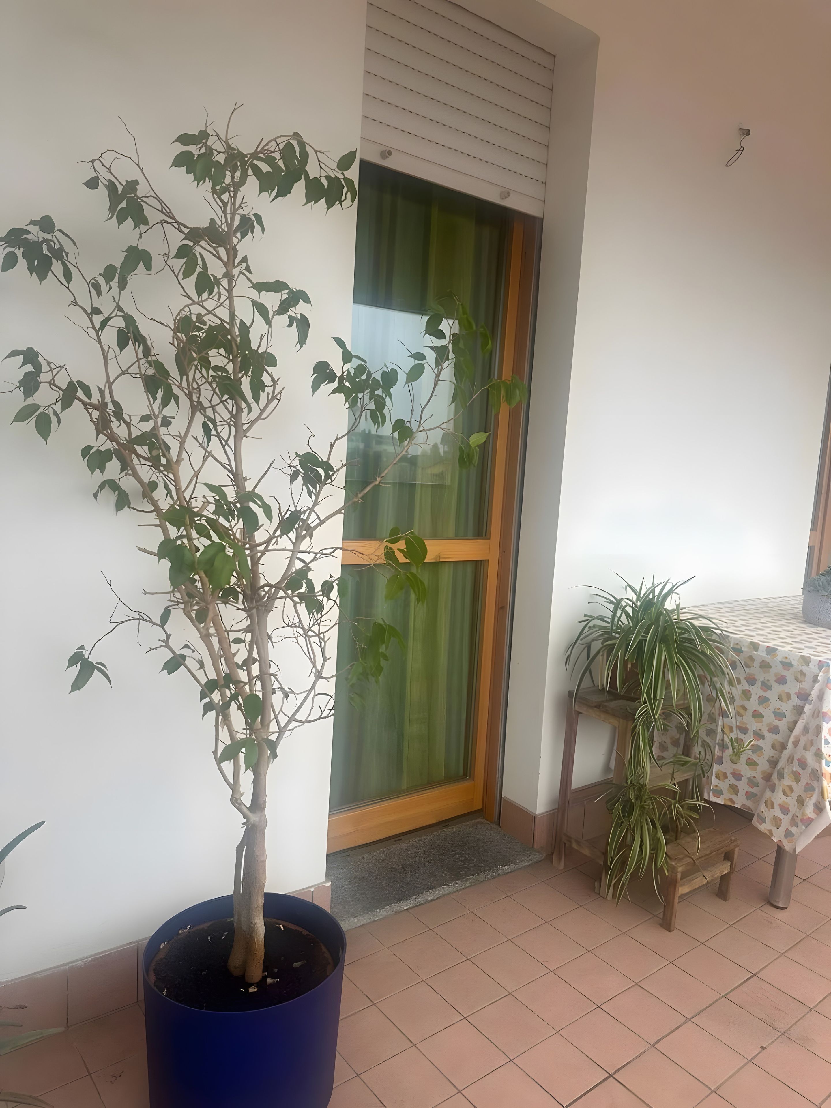 Um vaso de planta em vaso azul sobre piso de azulejos, porta de madeira com cortina verde, e uma mesa com toalha de mesa estampada.
