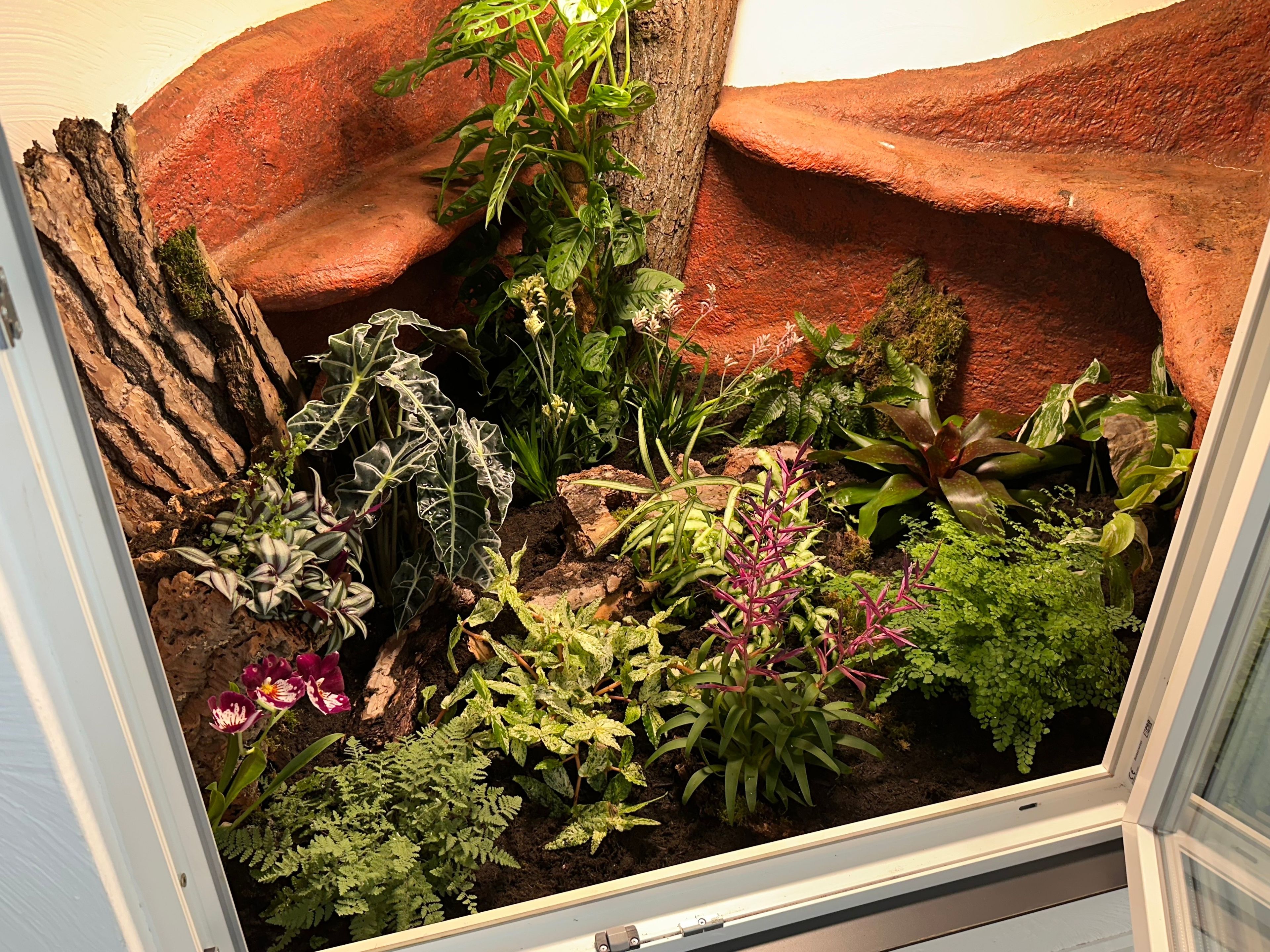 A terrarium with various plants and a rock formation.
