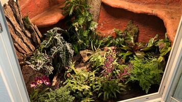 A terrarium with various plants and a rock formation.