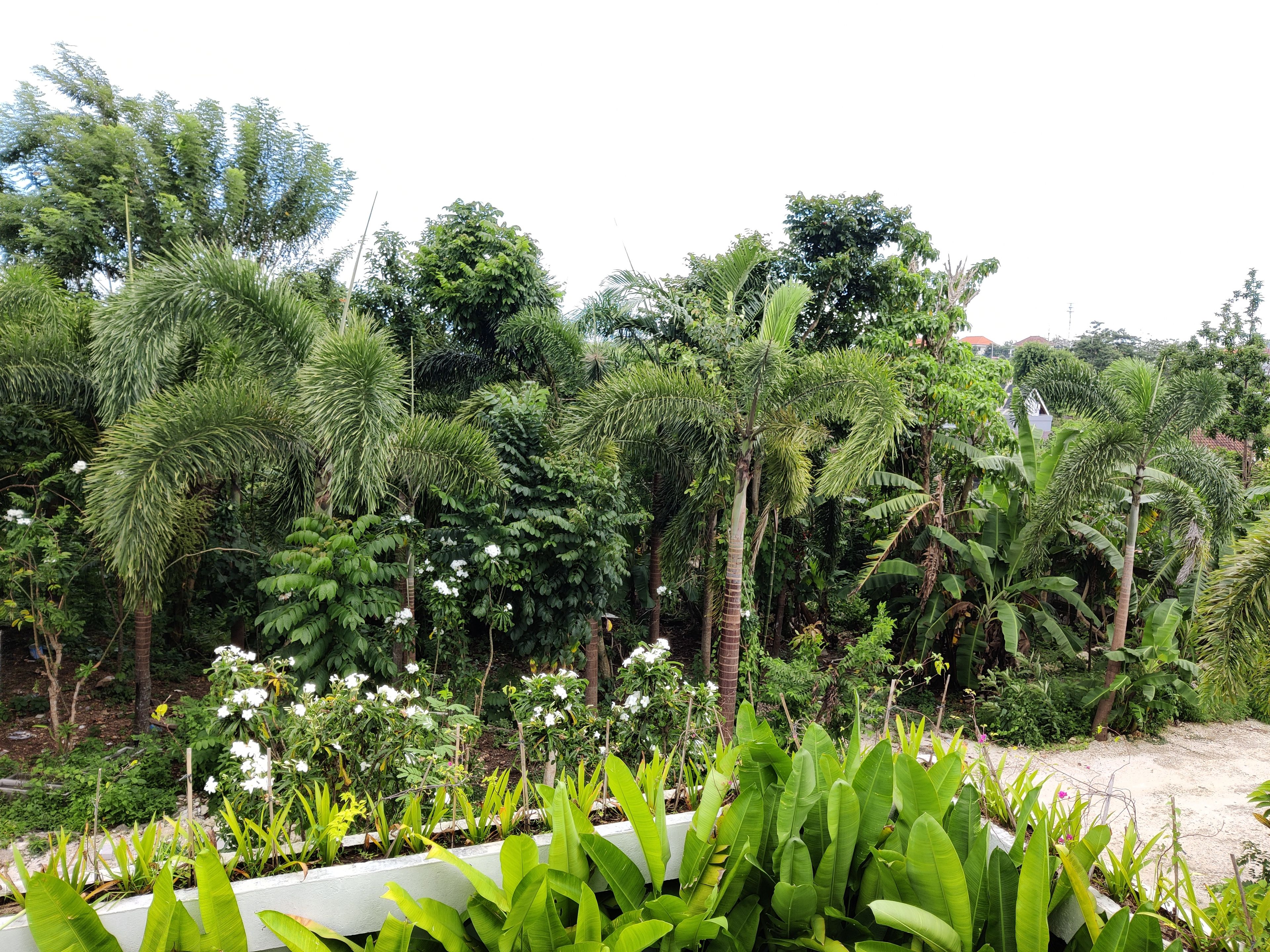 Un exuberante jardín con diversas plantas y árboles tropicales.