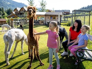 Eine Gruppe von Menschen interagiert mit einem Lama und einem Schaf auf einer grünen Wiese, im Hintergrund sind Gebäude zu sehen.