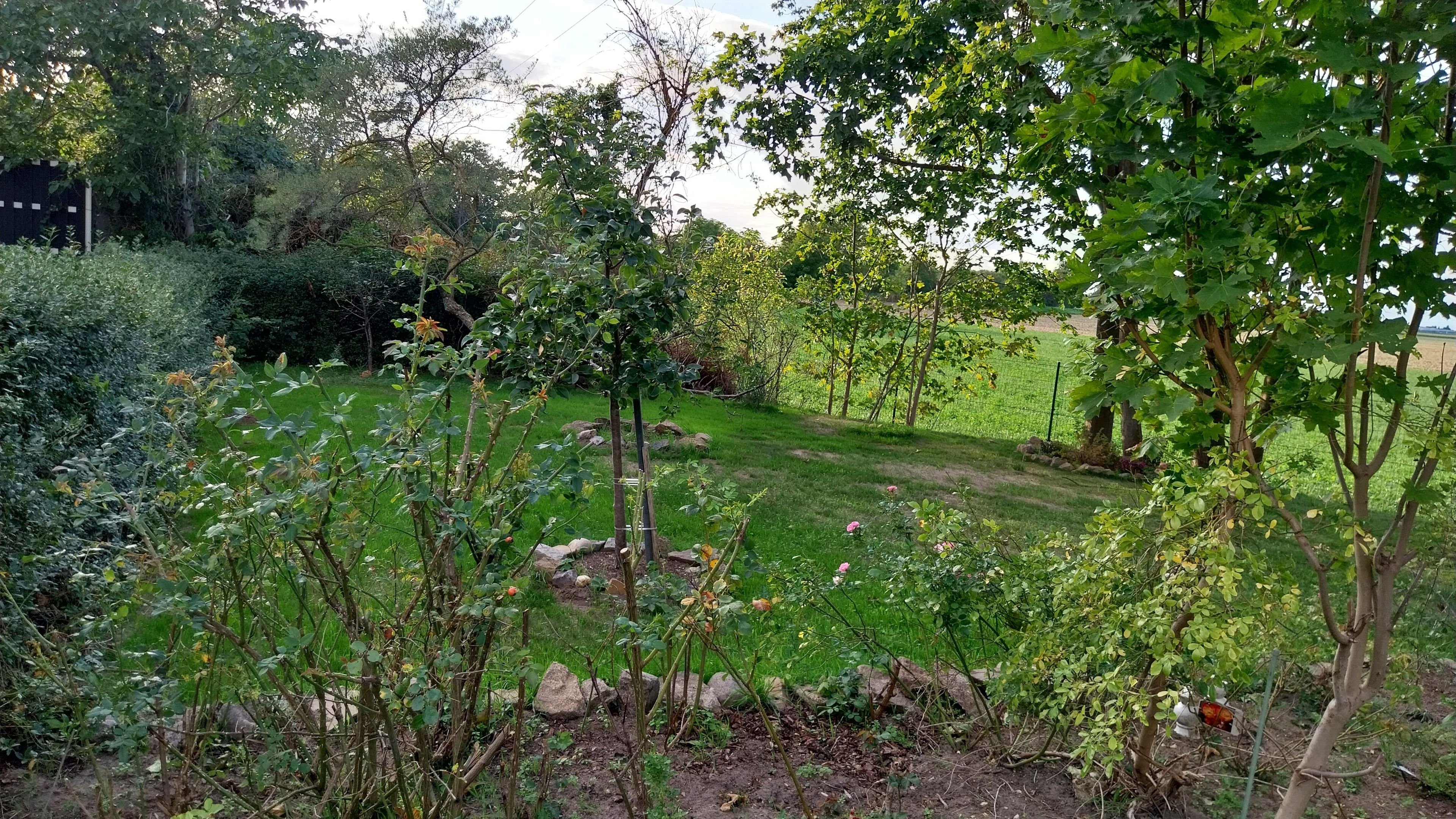 A garden with various plants and trees, a grassy area, and a fence in the background.