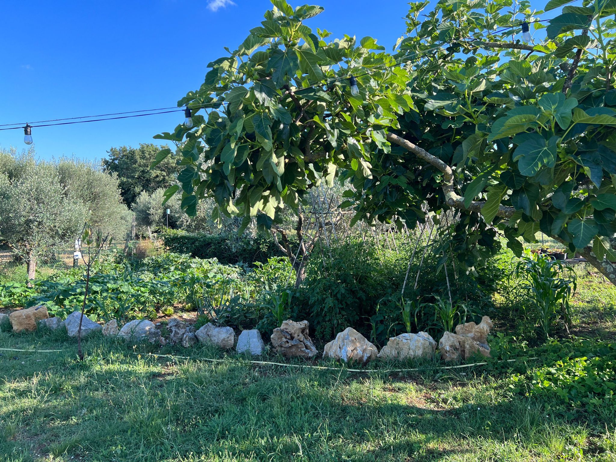 Ein Garten mit verschiedenen Pflanzen und einem Zaun.