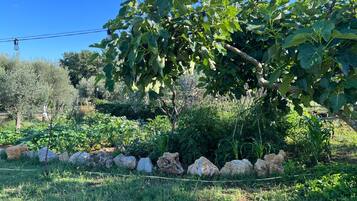 Ein Garten mit verschiedenen Pflanzen und einem Zaun.