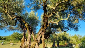 A large tree with thick trunk and sprawling branches in a grassy field. - B&B La Locanda delle Idee Perugia – Apartment in a stone farmhouse (Umbria)