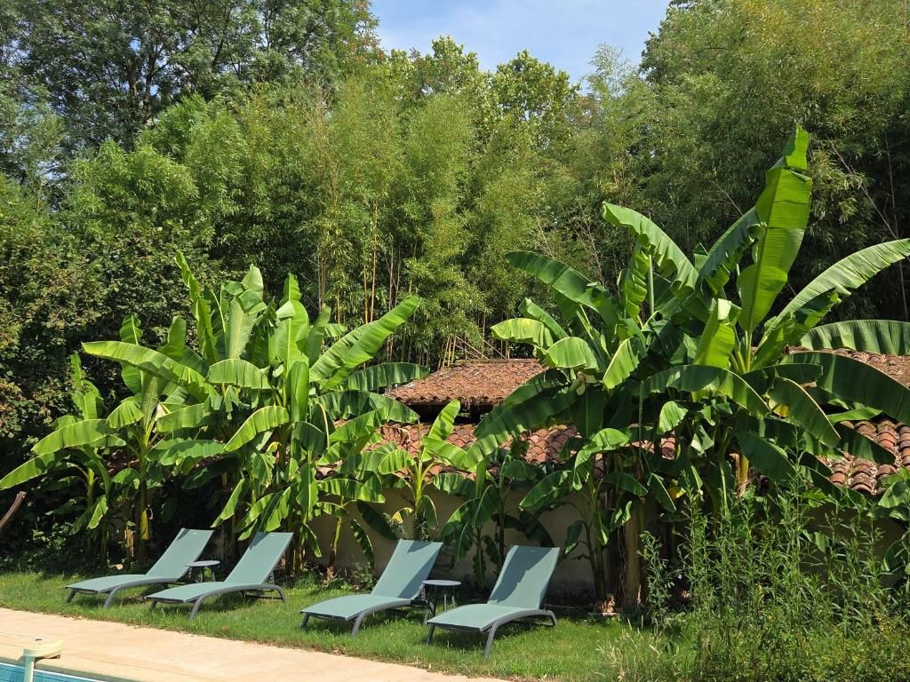 Un espace aménagé au bord de la piscine, avec des chaises longues et des bananiers.
