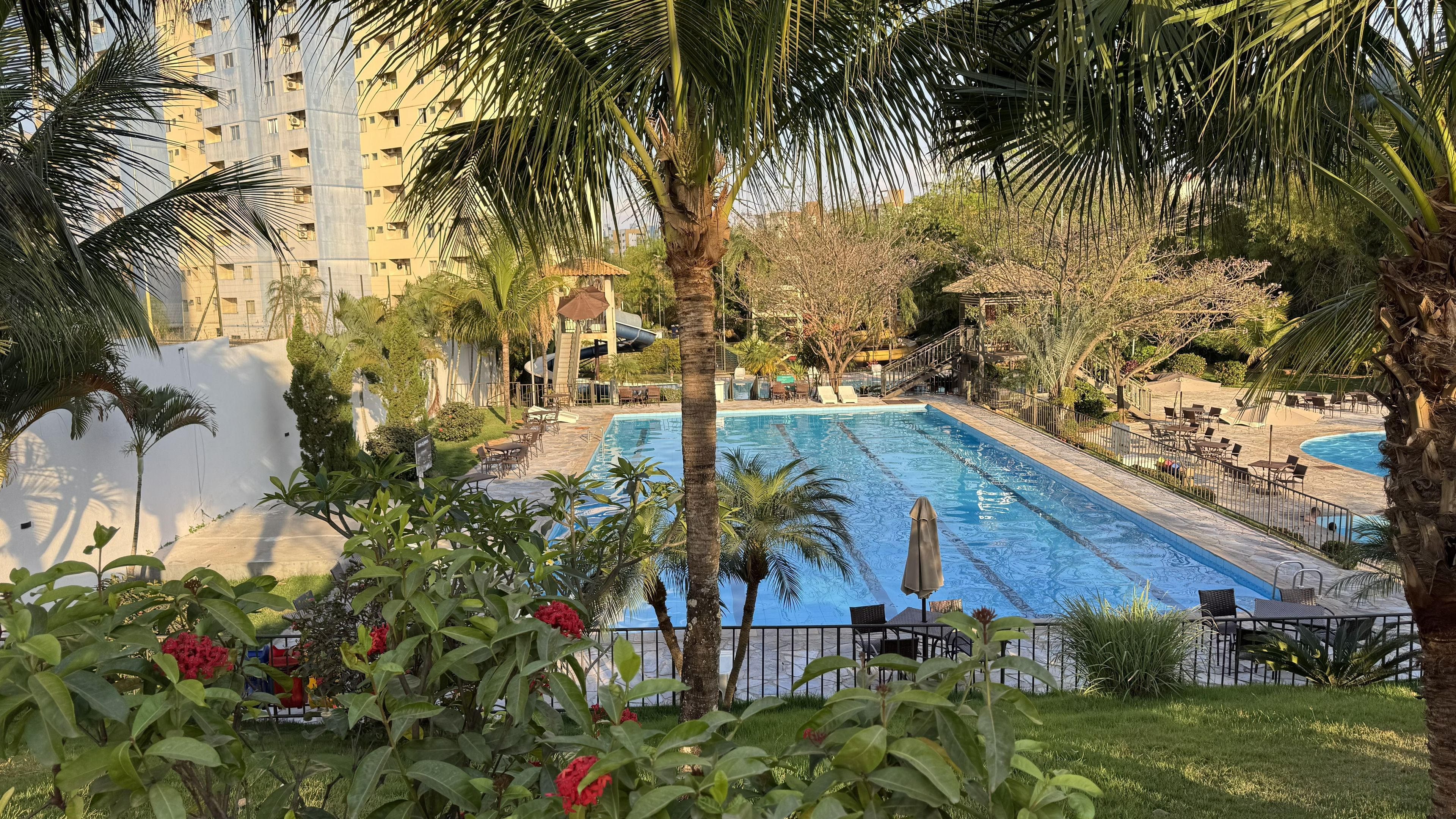 Piscina com espreguiçadeiras e uma palmeira em primeiro plano.