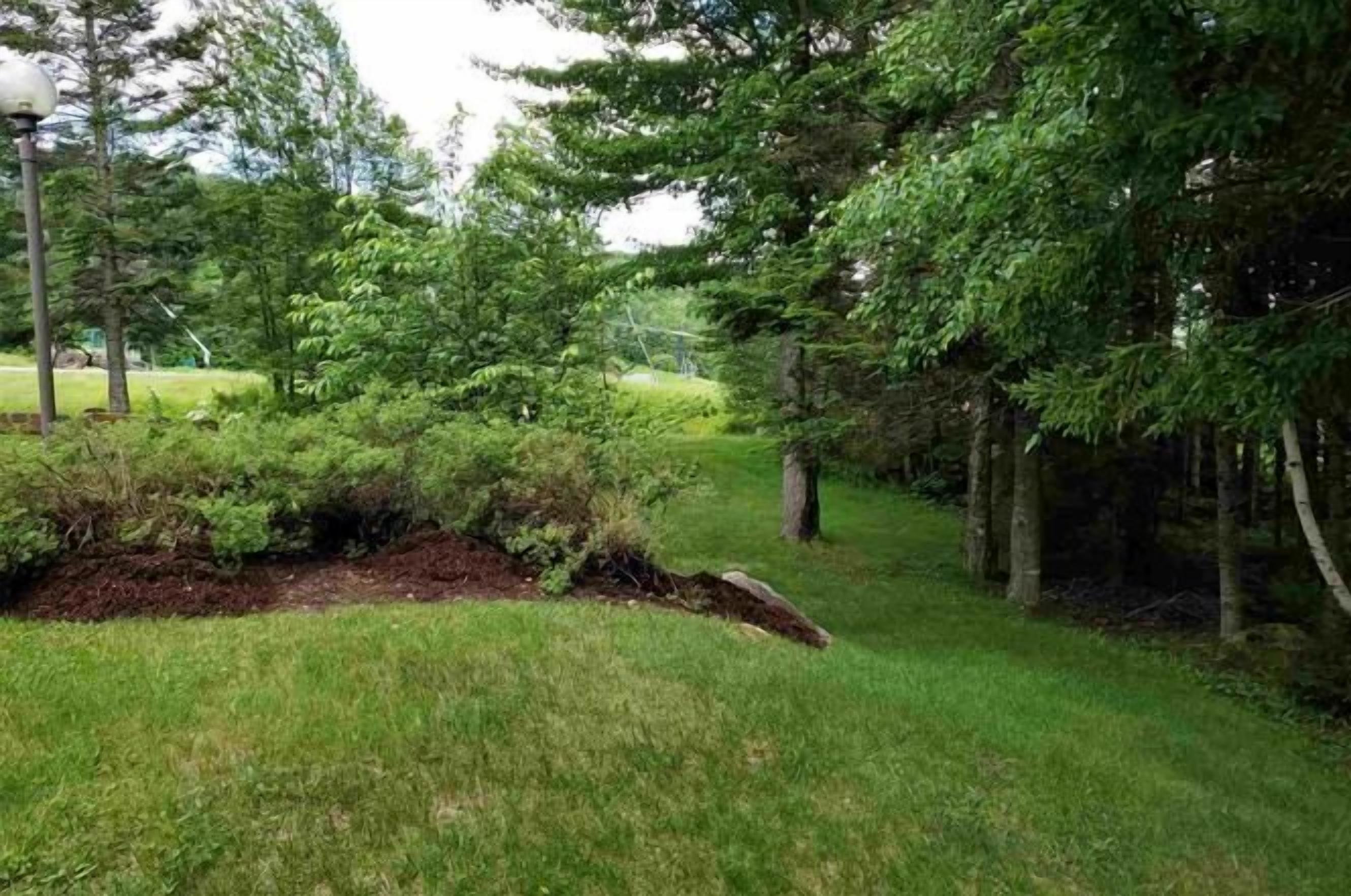 A grassy area with trees and a mound of soil.