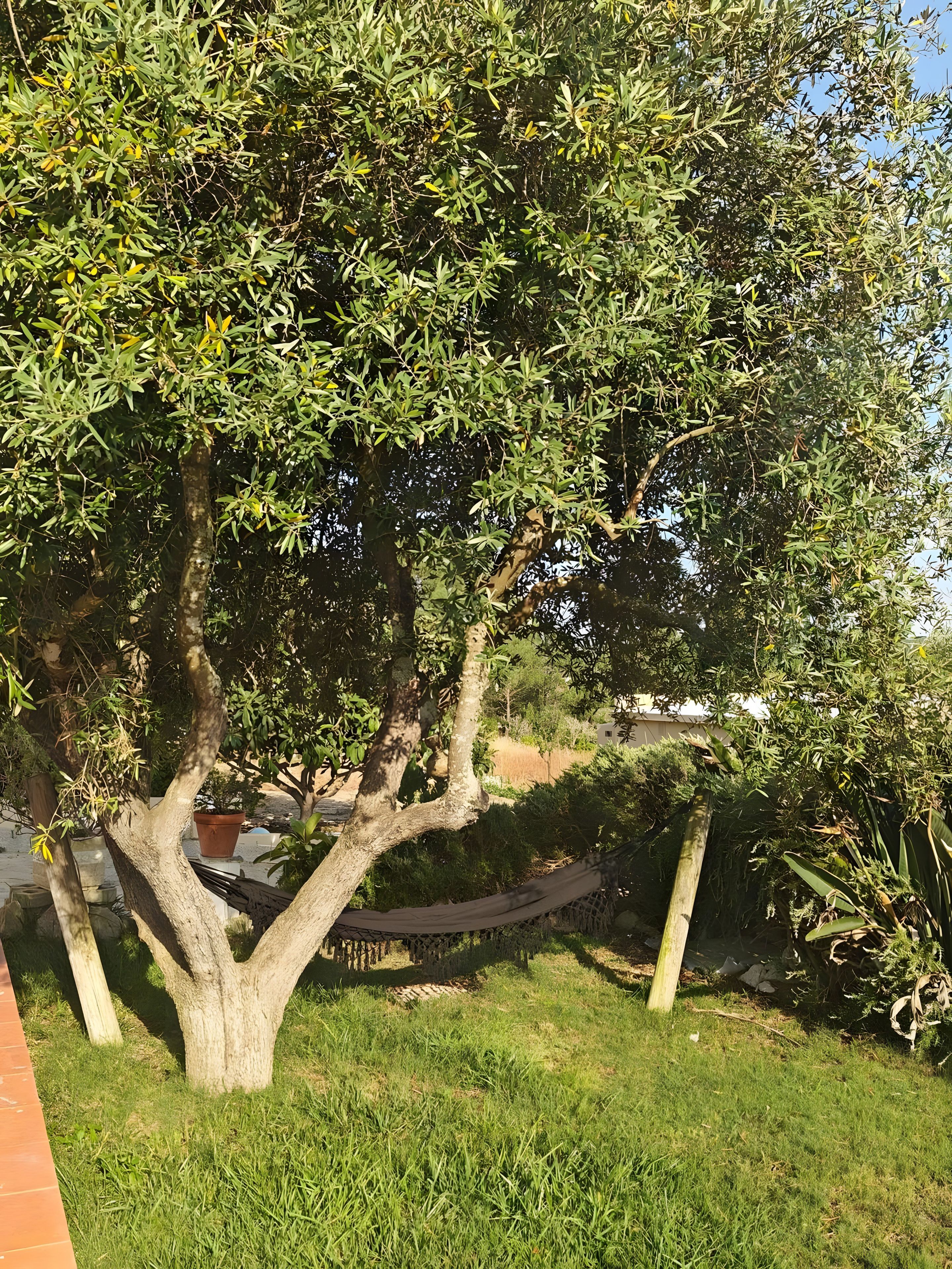 Un árbol con una hamaca en un espacio cubierto de hierba.
