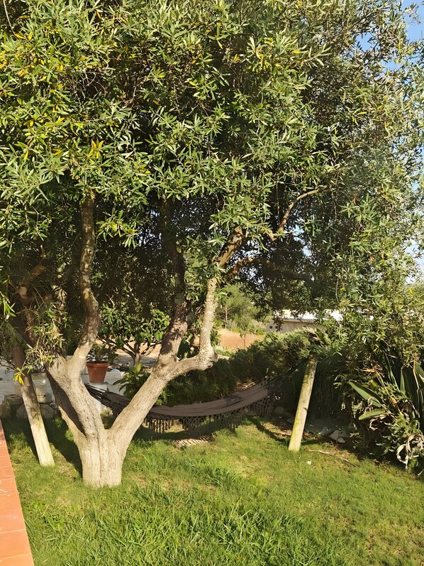 Un arbre amb un hamaca en una zona enjardinada.