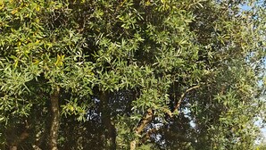 Ein Baum mit einer Hängematte in einer grünen Wiese.