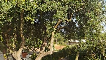 Un arbre avec un hamac dans un espace herbeux.