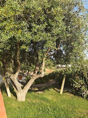 Un arbre avec un hamac dans un espace herbeux.