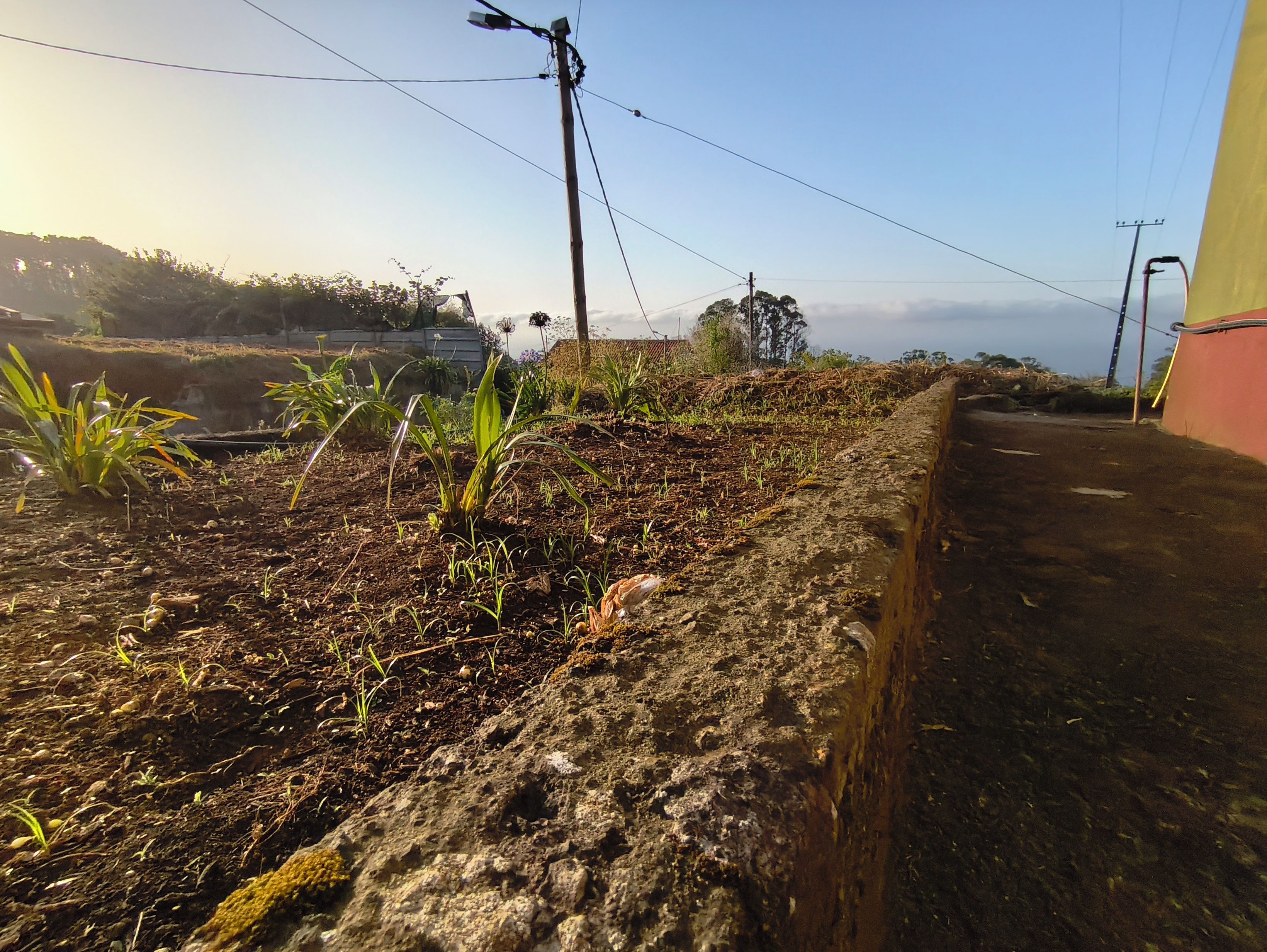 A garden with young plants, a concrete retaining wall, and utility poles.