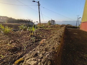 A garden with young plants, a concrete retaining wall, and utility poles. - Três Marias (Porto Moniz)
