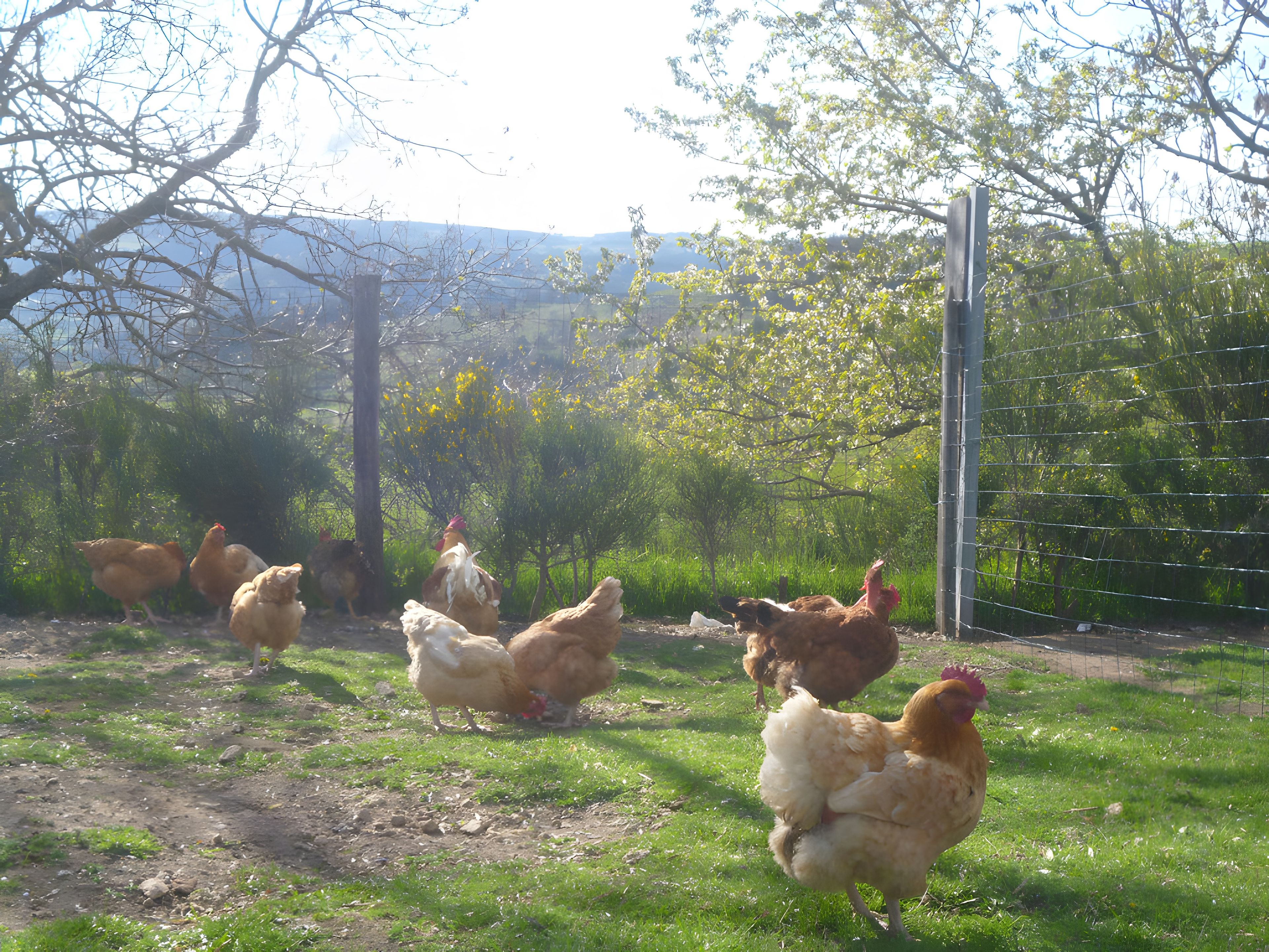 Un groupe de poules dans un espace extérieur clôturé, avec de la verdure et des arbres en arrière-plan.