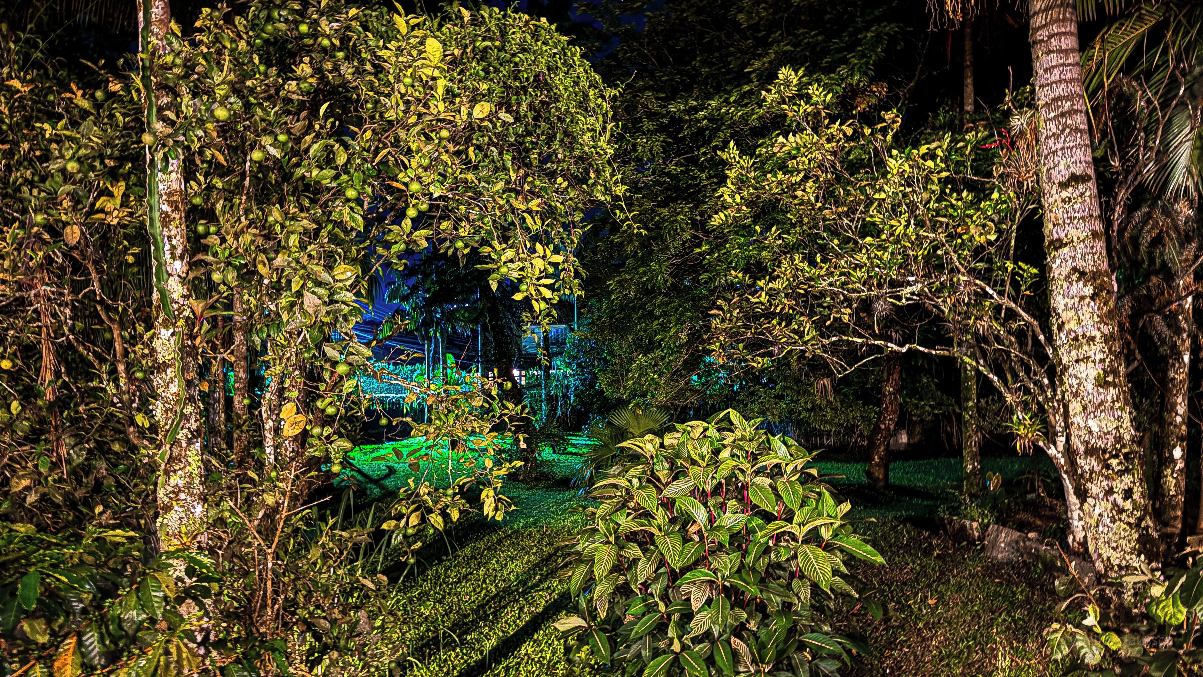 A dense forest with a variety of trees and shrubs.