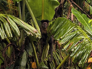 A monkey amidst dense foliage, surrounded by large green leaves and branches. - Casa Smile (Teresópolis)