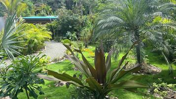 A lush garden with various tropical plants and a gravel path.