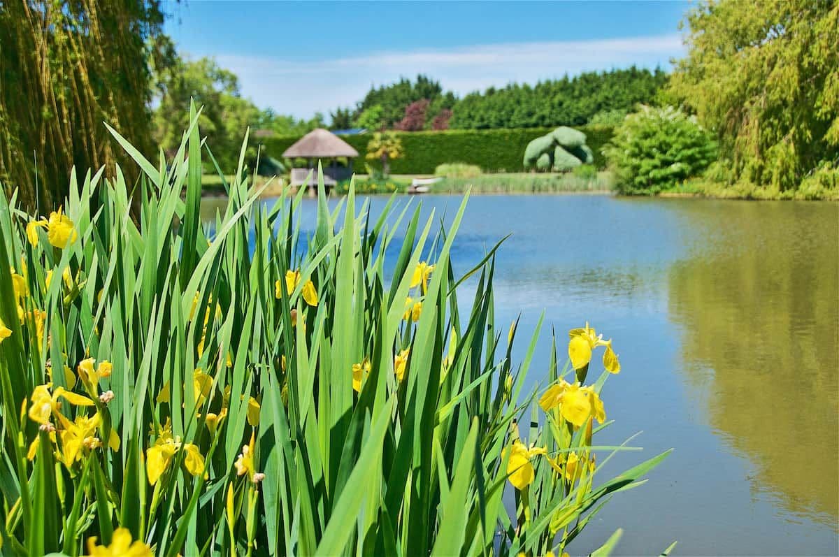 Un lac paisible, avec des fleurs jaunes au premier plan et un kiosque en arrière-plan.