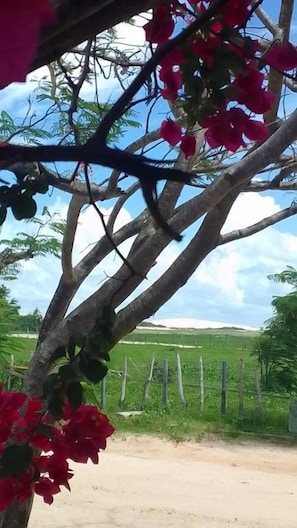 Ein Baum mit roten Blüten und ein Zaun im Hintergrund.