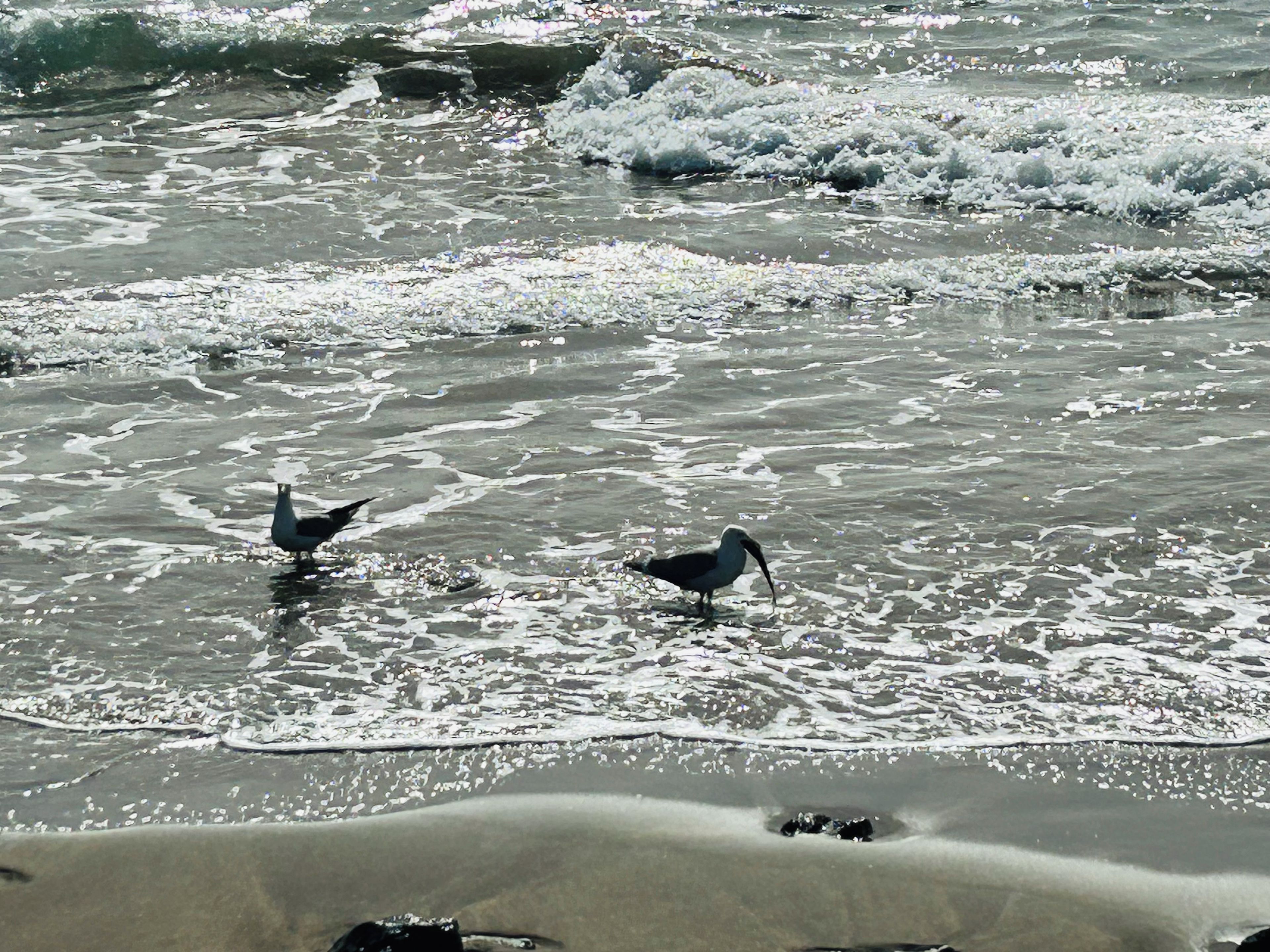 Una playa con olas y dos aves caminando en el agua.