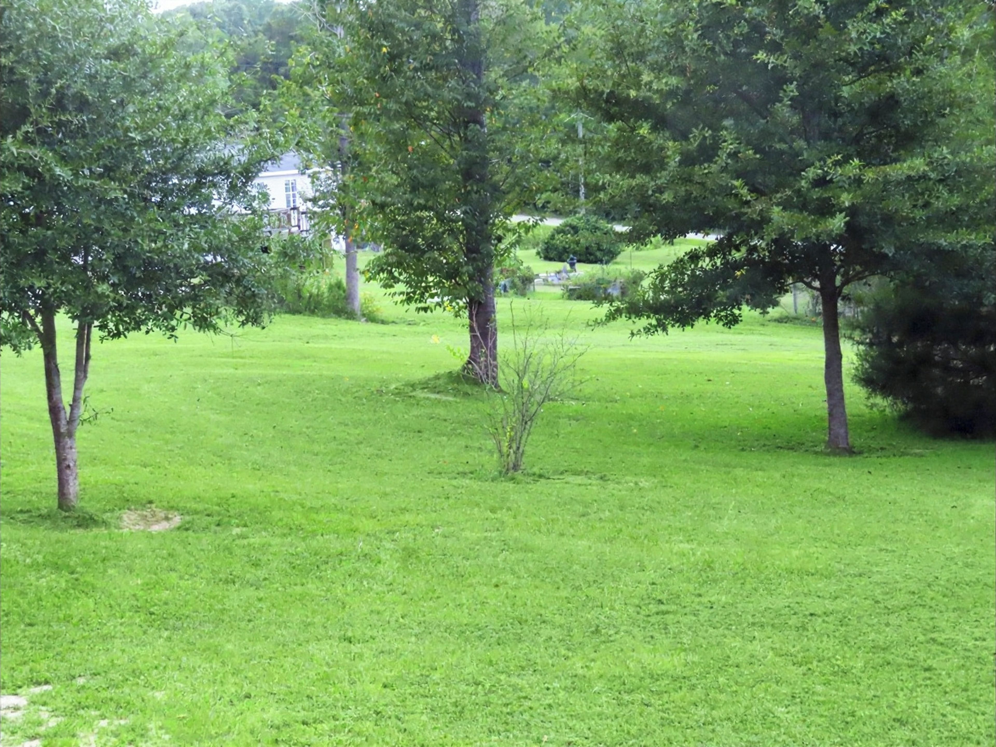 A grassy park area with trees and a statue in the background.
