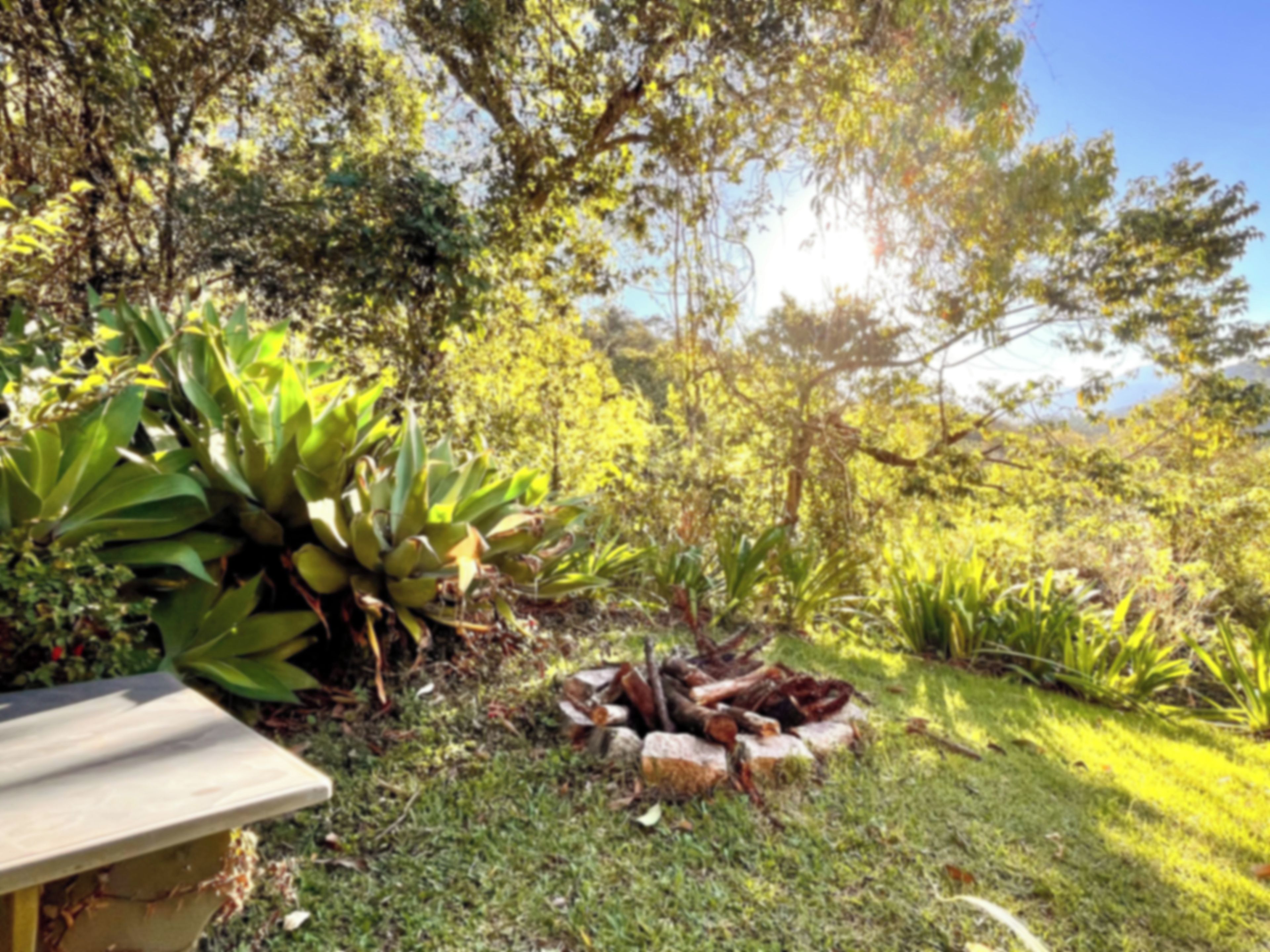 Un jardín con diversas plantas y un banco de madera.