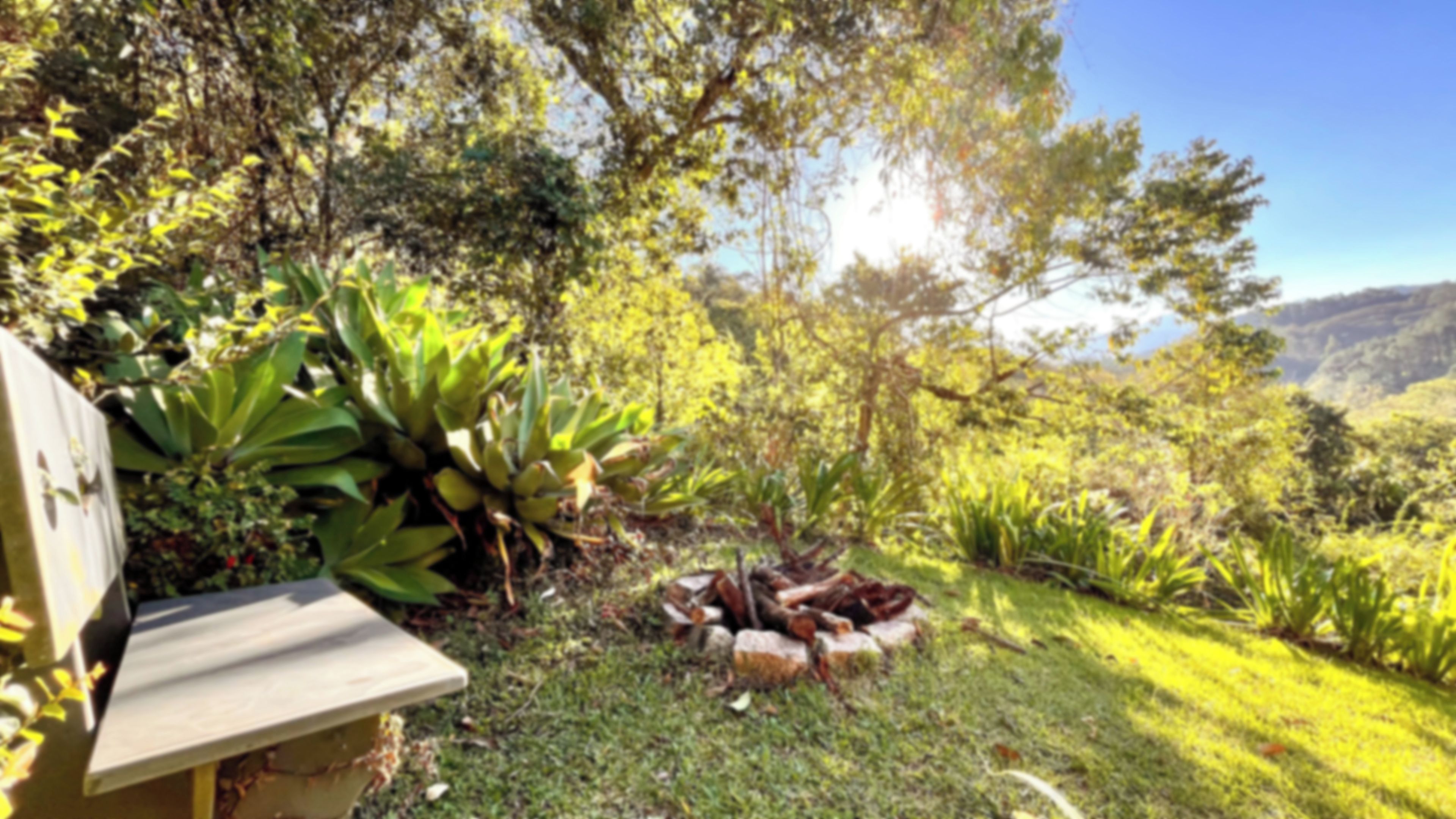 Un jardín con diversas plantas y un banco de madera.