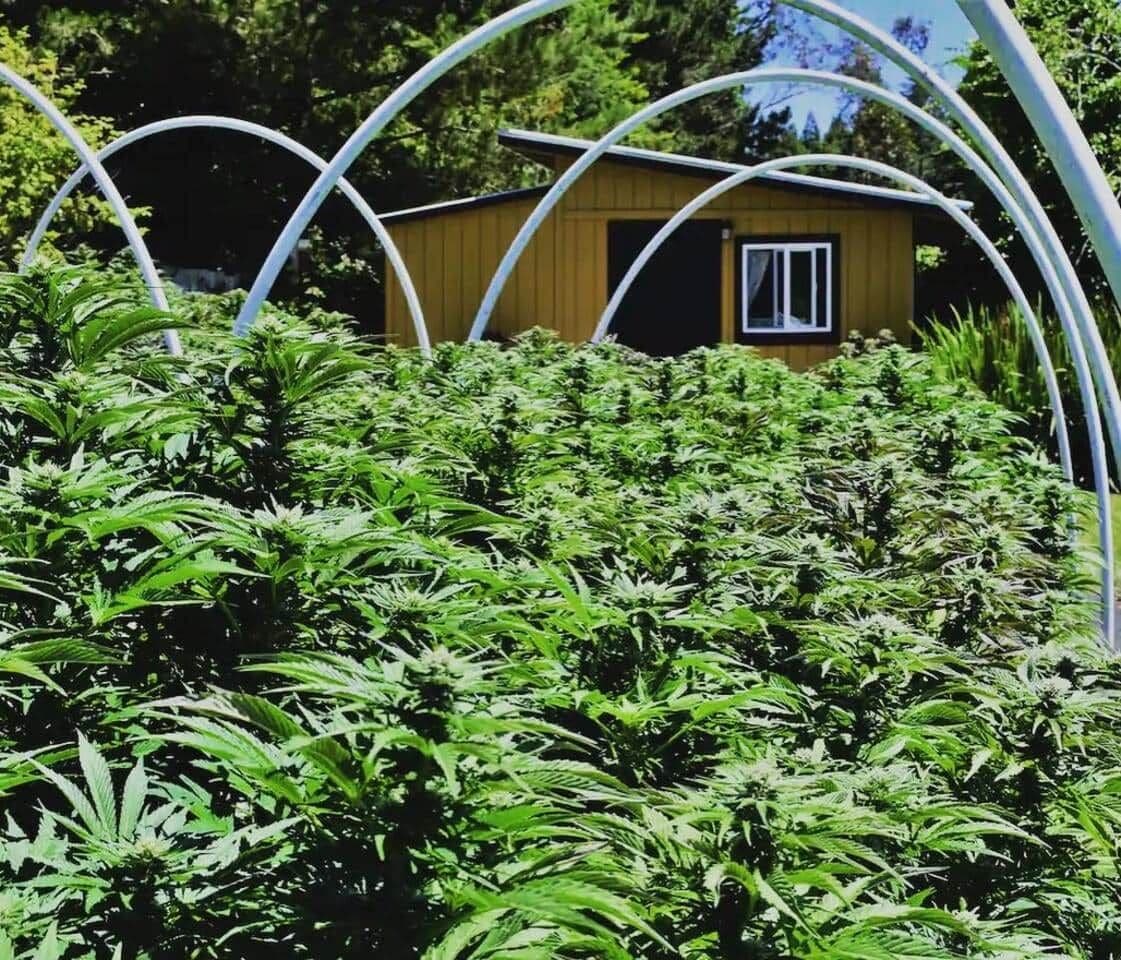A cannabis garden with a wooden shed in the background.