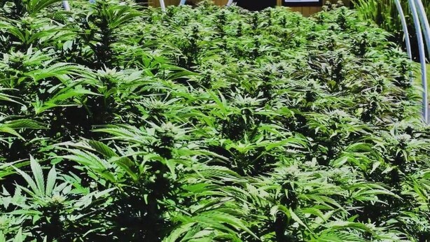 Kannabiskasvihuone, jonka taustalla on puinen varasto.