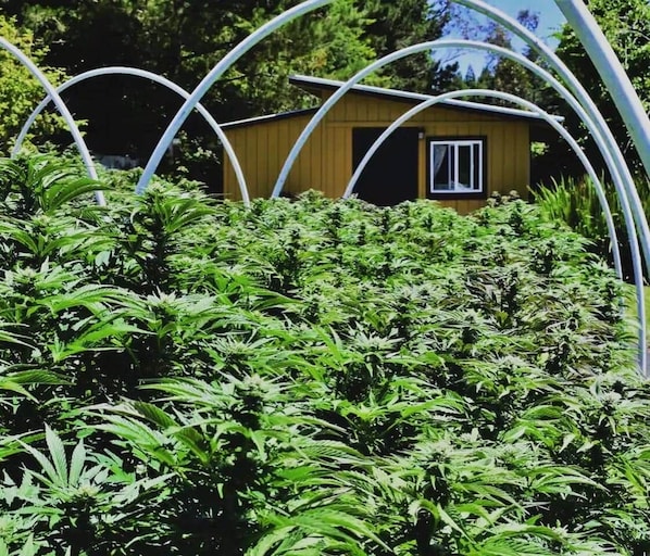Un jardín de cannabis con un cobertizo de madera al fondo.