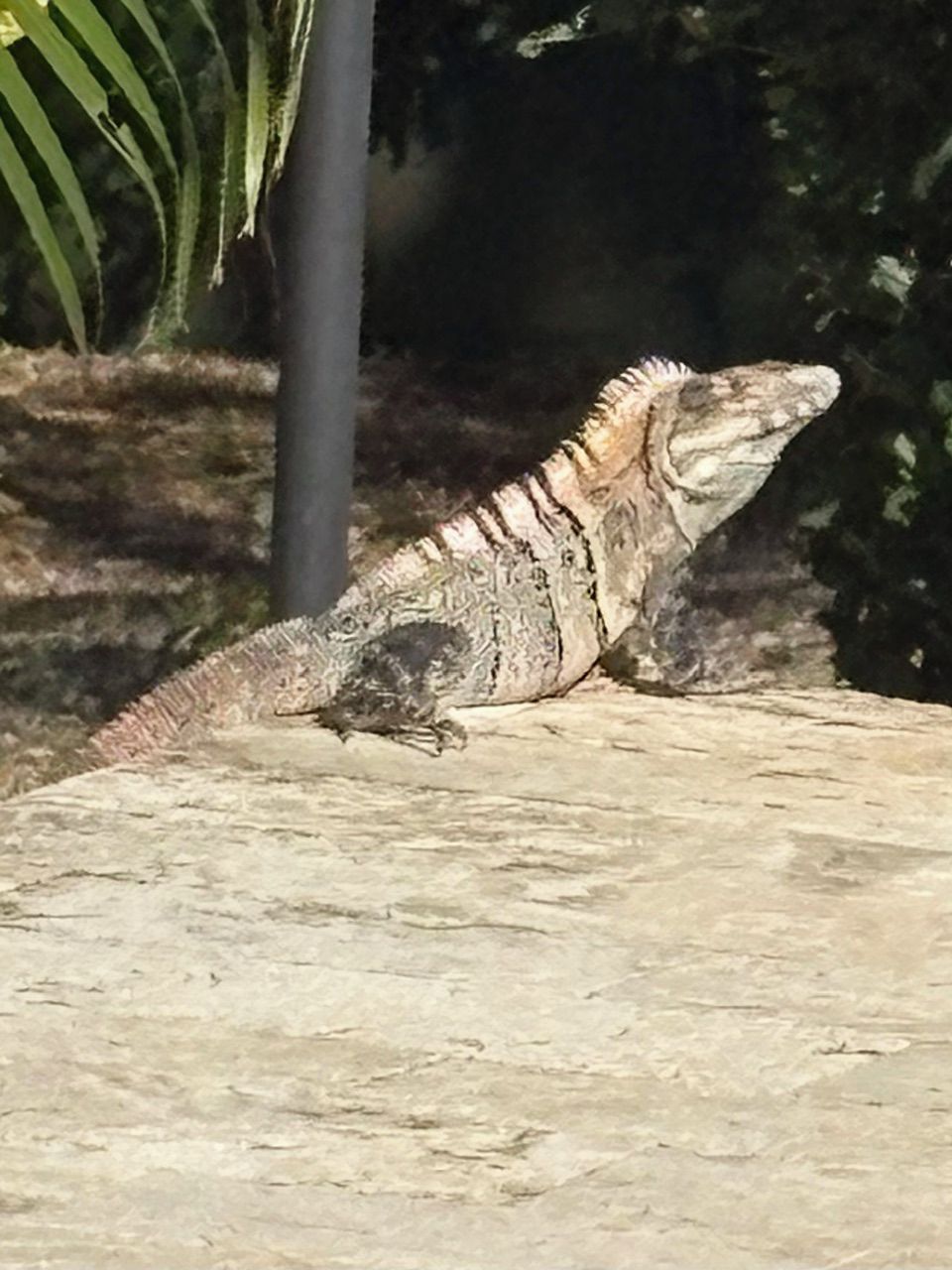 A lizard on a rock.