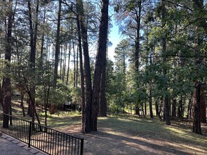 A forested area with tall trees and a gravel path. - 3-Bedroom Ponderosa Paradise at 6,398 feet. Beautifuly cool. (Prescott)